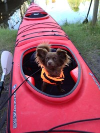 rare snuiter, hond aan boord